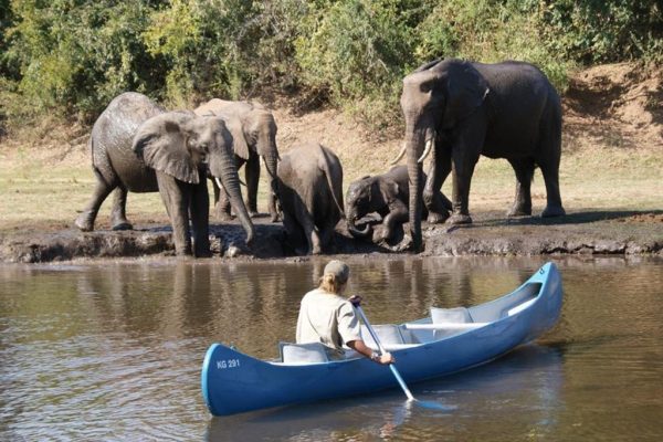 Safari afrique