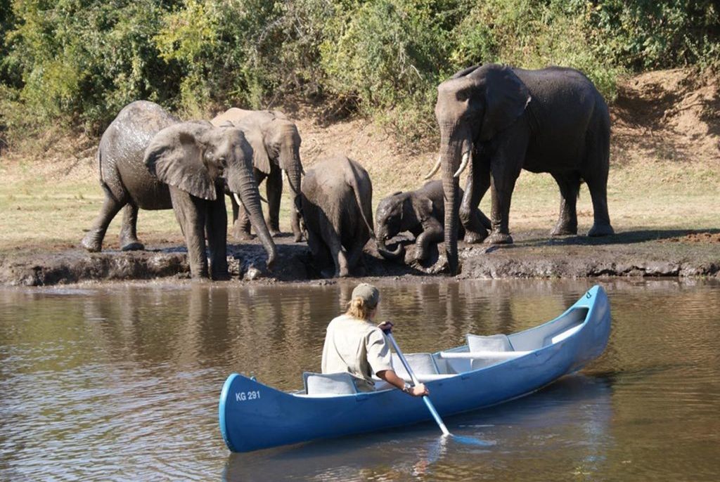 Safari afrique