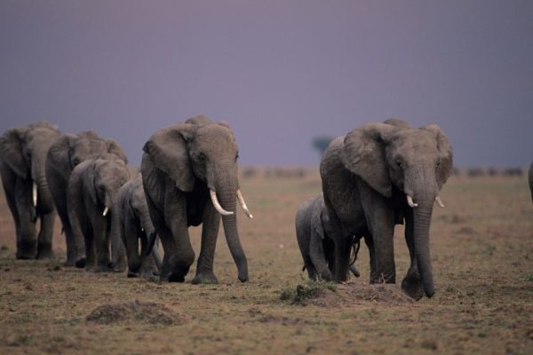 Entre Faune Sauvage et Cieux Étoilés: Découvrez le Parc Idéal pour votre Safari en Tanzanie