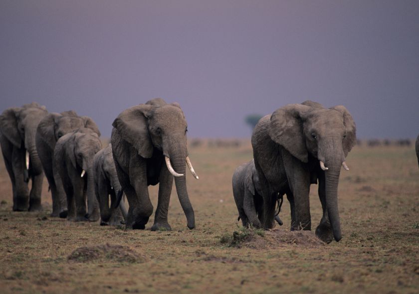 Entre Faune Sauvage et Cieux Étoilés: Découvrez le Parc Idéal pour votre Safari en Tanzanie