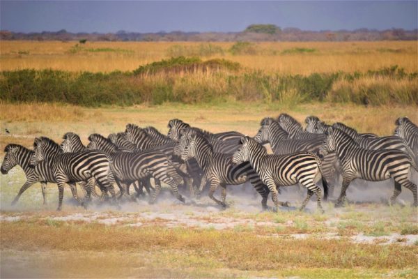 Où faire un safari Kenya ?