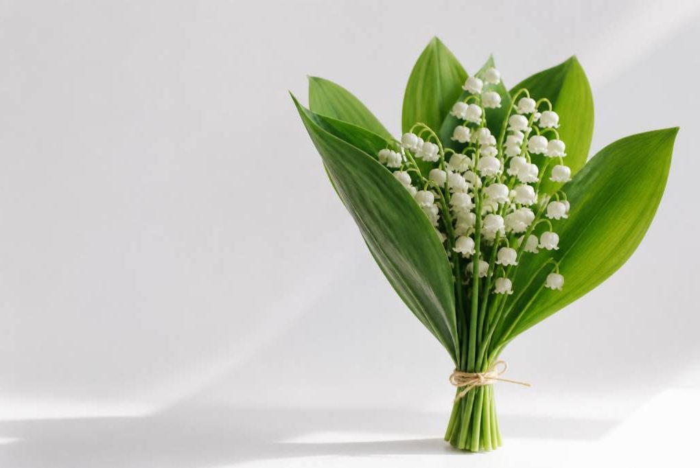1er mai : muguet image gratuite à partager pour célébrer la journée du travail