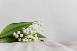 1er mai : pourquoi le muguet et la coccinelle sont devenus des symboles porte-bonheur ?