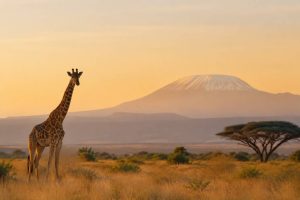 Que faire au Kenya : les expériences incontournables pour un voyage inoubliable